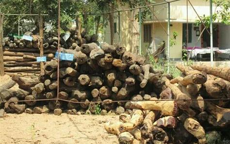 印度小叶紫檀走私的基本路线情况分析