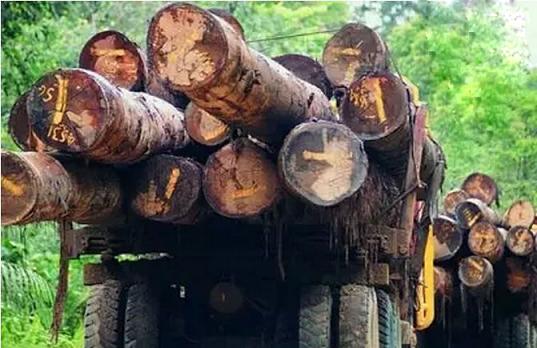 柬埔寨即日起断绝所有与越南间走私红木通道