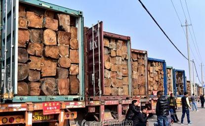 刺猬紫檀被列入濒危物种公约：木材市场“暗战”再起(图1)