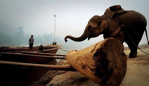 东南亚红木进口难度陡升，一料难求或推涨家具行情(图1)