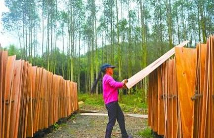 桉木价格大幅下跌(图1)