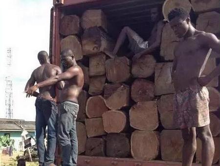 尼日利亚持续封关：刺猬紫檀厂家将“无米下锅”