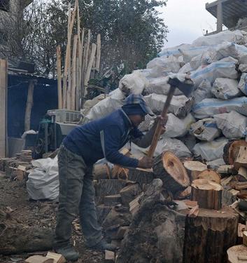 叙木材厂最小“工人” 每天工资仅3元