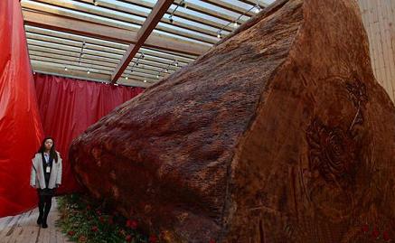 世界最大木材几内亚玫瑰树 直径3.2米重62吨