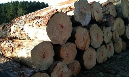 图：辐射松原木