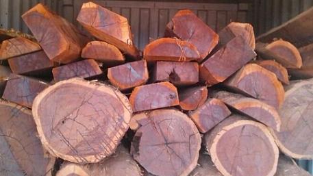 张家港木材市场上红贵宝行情很(图1)