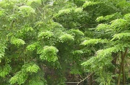 西双版纳3年间新种植印度紫檀,降香黄檀等树种1410万株