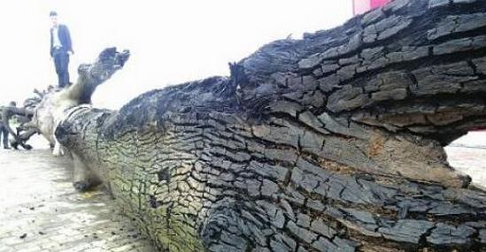 四川发现巨型乌木总重量达15吨