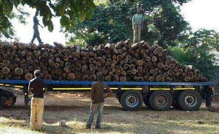 赞比亚血檀之殇--鲜血铺盖的走私之路