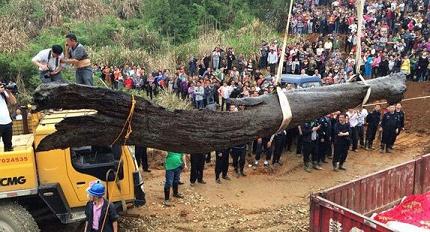  木材市场“乌木”“阴沉木”价值百万一吨？