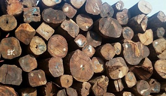 缅甸花梨木价格走势未来将一路看涨