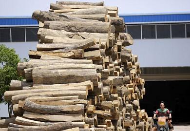 缅甸边界，云南瑞丽的一家家具厂门前堆满了木材