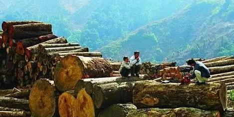 缅甸伐木案：8名未参与伐木的中国女性被判20年