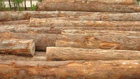 警惕进口圭亚那和美国原木传带检疫性有害生物(图1) 图:圭亚那铁线子原木