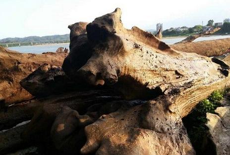 男子打捞44根乌木被暂扣 可获奖励5千元加证书(图1) 男子打捞44根乌木被暂扣 可获奖励5千元加证书(图1)