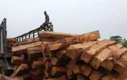 边境狂欢:最后的非洲花梨木(图1) 边境狂欢:最后的非洲花梨木