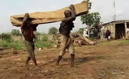 边境狂欢:最后的非洲花梨木(图2) 边境狂欢:最后的非洲花梨木