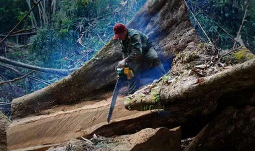 老挝森林已经找不到成熟的大红酸枝原生树(图1) 老挝森林已经找不到成熟的大红酸枝原生树