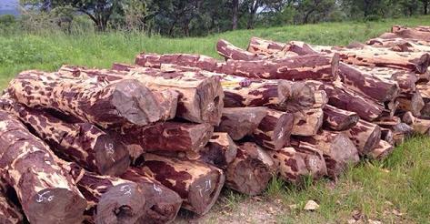 赞比亚血檀砍皮精品
