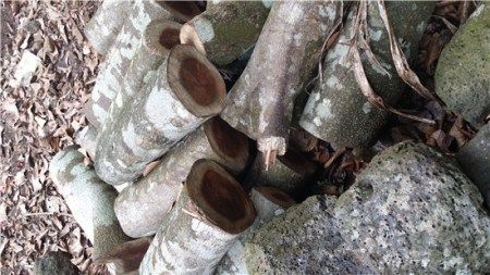 几个原因告诉你：海南黄花梨价格为啥狂涨(图6)