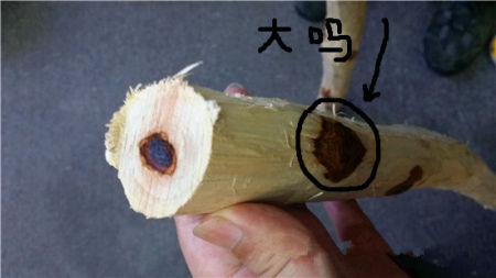 几个原因告诉你：海南黄花梨价格为啥狂涨(图7)