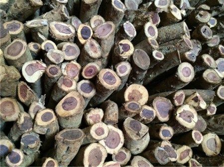 几个原因告诉你：海南黄花梨价格为啥狂涨(图10)