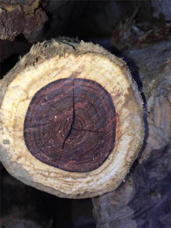 几个原因告诉你：海南黄花梨价格为啥狂涨(图11)