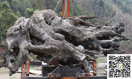 男子租车河沟里挖了一夜乌木(图1) 男子租车河沟里挖了一夜乌木(图1)