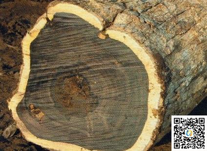 东非黑黄檀:下一个红木投资明星材种(图1)