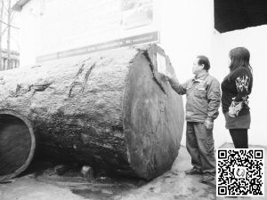 南阳一家具厂镇厂之宝:巨型非洲红木(巴花)重25吨(图1) 南阳一家具厂镇厂之宝:巨型非洲红木(巴花)重25吨