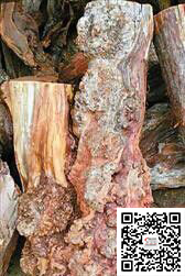 崖柏遭爆炒收藏需冷静:要保护一级树种(图1) 崖柏