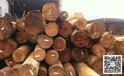 图：美国南方松原木