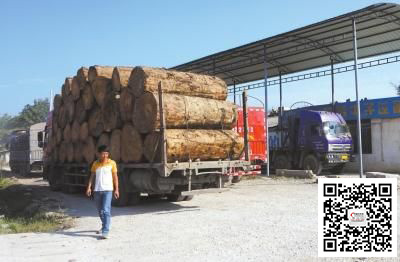 中国商人缅北伐红木包一座山可赚百万(图1)