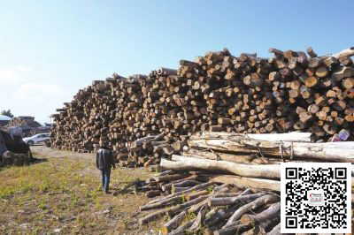 中国商人缅北伐红木包一座山可赚百万(图2)