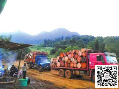 中国商人缅北伐红木包一座山可赚百万(图3)