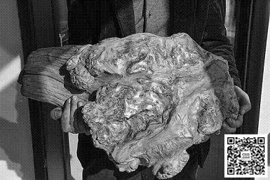 太行崖柏千年成：滥采成风满山空(图1)