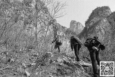 太行崖柏千年成：滥采成风满山空(图3)