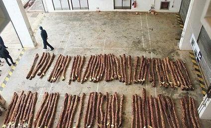 香港截获3.5吨小叶紫檀 价值数百万(图1)