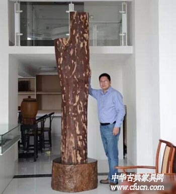 仙游惊现小叶紫檀界“巨无霸”