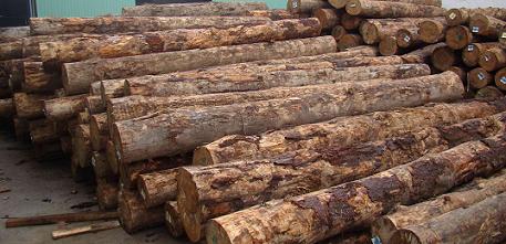 缅甸林产品合资公司招标出售野核桃原木(图1)