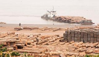 刚果木材40%销往中国市场(图1)