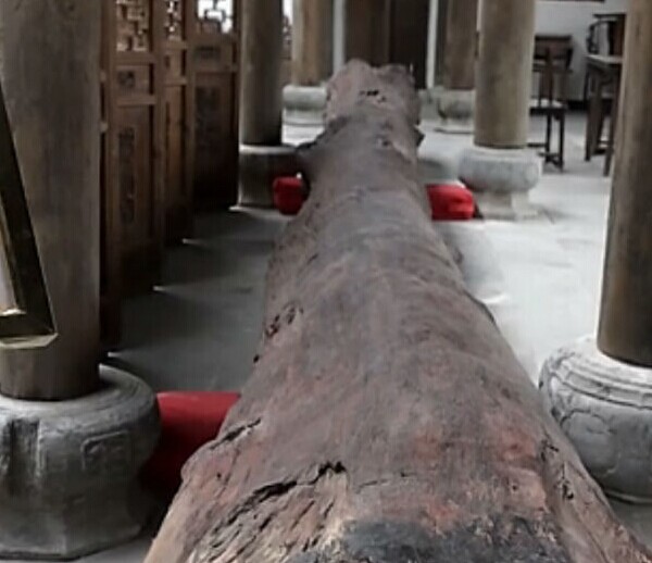 一根木头值两亿 全球仅此一棵(图2)