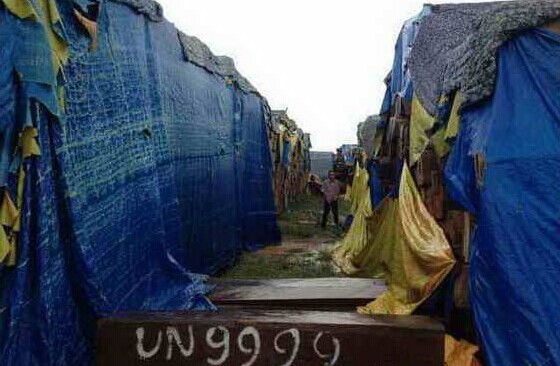 黑心棉去哪了？越南木材商拿去盖木头了！(图1)