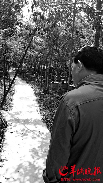 茂名一市政路征地遇阻:1500棵黄花梨要价5亿(图1) 这片黄花梨被叫价5亿元