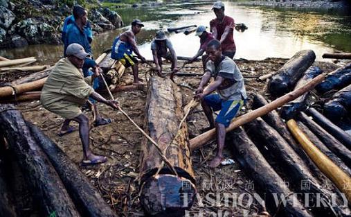 马达加斯加的红木围猎(图1)
