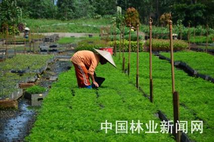 三林集团苗圃，相思树的壮苗筛选