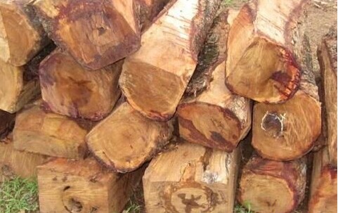 盲目追高、库存积压是现阶段木材市场最大困局(图1)