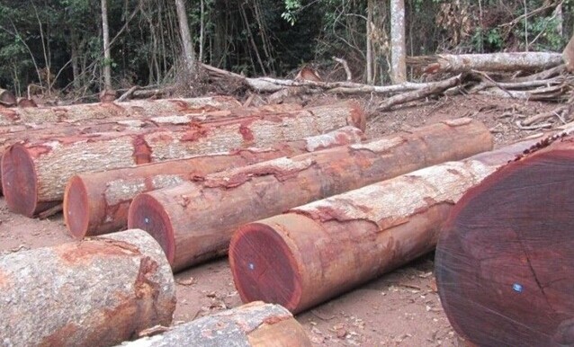 非洲木材需求出现逆转 沙比利受买家欢迎(图1)