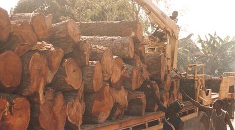 中西非木材市场报告（2014年7月）(图1)