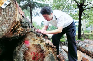 截至8月中旬义乌口岸进口木材批次较去年同期增长75%(图1)